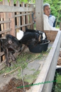 Pakan yang sudah jadi siap diberikan pada ternak