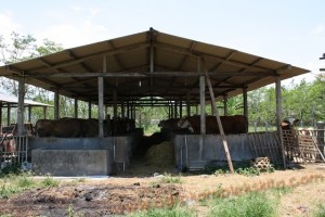 Model kandang penggemukan sapi terpadu