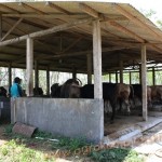 Penggunaan vittoterna untuk penggemukan Sapi di kulonprogo, ternak sapi milik Bpk. H. Toyo S. Dipo