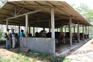 Penggunaan vittoterna untuk penggemukan Sapi di kulonprogo, ternak sapi milik Bpk. H. Toyo S. Dipo