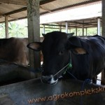 Penggunaan vittoterna untuk penggemukan Sapi di kulonprogo