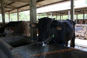 Penggunaan vittoterna untuk penggemukan Sapi di kulonprogo