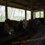 Penggunaan vittoterna untuk penggemukan Sapi