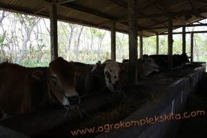 Penggunaan vittoterna untuk penggemukan Sapi