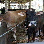 Penggunaan vittoterna untuk penggemukan Sapi