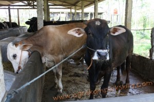 Penggunaan vittoterna untuk penggemukan Sapi