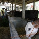 Penggunaan vittoterna untuk penggemukan Sapi