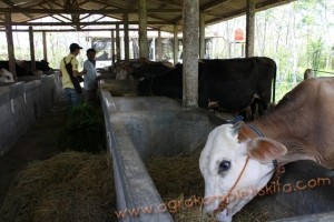 Penggunaan vittoterna untuk penggemukan Sapi