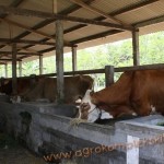 Penggunaan vittoterna untuk penggemukan Sapi di kulonprogo, ternak sapi milik Bpk. H. Toyo S. Dipo