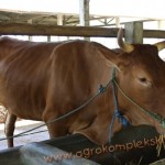 Penggunaan vittoterna untuk penggemukan Sapi