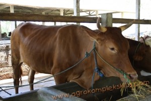 Penggunaan vittoterna untuk penggemukan Sapi