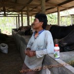 Penggemukan Sapi dengan Vittoterna MMC