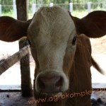 Peternakan Sapi Milik Bpk. Toyo S Dipo, Mantan Bupati Kulonprogo - Penggemukan untuk korban