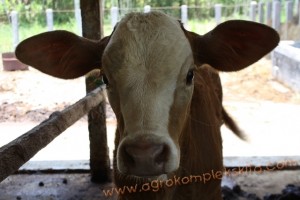 Peternakan Sapi Milik Bpk. Toyo S Dipo, Mantan Bupati Kulonprogo - Penggemukan untuk korban