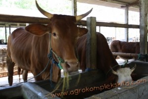 Peternakan Sapi Milik Bpk. Toyo S Dipo, Mantan Bupati Kulonprogo - Penggemukan untuk korban