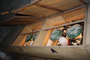 Box pembesaran untuk DOC Jawa Super - umur 1 hari sd 14 hari - 1 box sekitar 100 DOC