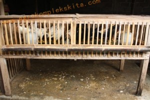 Ayam Jowo Super diletakkan dalam kandang sistem sel