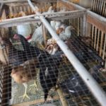 Mendulang Laba dari Usaha Ternak Ayam Jawa Super (Joper)