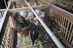 Ayam Jowo Super diletakkan dalam kandang sistem sel