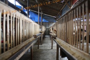 Ayam Jowo Super diletakkan dalam kandang sistem sel, 1 kandang sekitar 40 sd 50 ekor, total keseluruhan sekitar 700 ekor