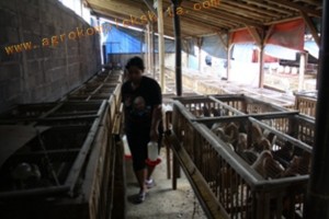 Ayam Jowo Super diletakkan dalam kandang sistem sel, 1 kandang sekitar 40 sd 50 ekor, total keseluruhan sekitar 700 ekor