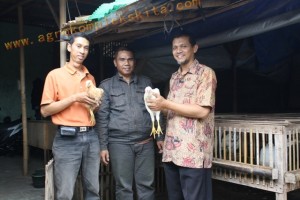 peternak aam jowo super, sahabat MMC - Piyungan