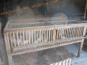 Ayam Jowo Super diletakkan dalam kandang sistem sel setelh umur 14 hari sampai dengan umur 60 hri