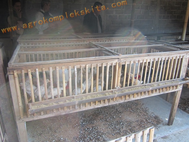 Ayam Jowo Super diletakkan dalam kandang sistem sel setelh umur 14 hari sampai dengan umur 60 hri