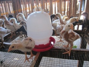 Ayam jawa super - panen usia 60 Hari dengan pemberian vittoterna