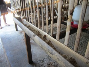 Ayam jawa super - panen usia 60 Hari dengan pemberian vittoterna