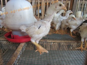 Ayam jawa super - panen usia 60 Hari dengan pemberian vittoterna