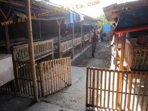 Ayam Jowo Super diletakkan dalam kandang sistem sel, 1 kandang sekitar 40 sd 50 ekor, total keseluruhan sekitar 700 ekor