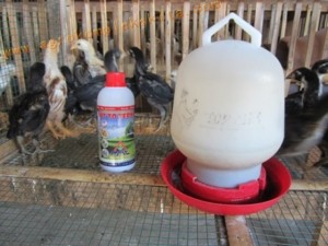 Ayam Jowo Super Milik Pak Wahyu, dengan suplemen organik Vittoterna MMC