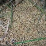 Bahan Silase jerami, fermentasi pakan - Gabah