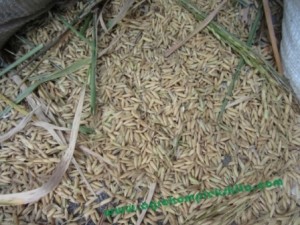 Bahan Silase jerami, fermentasi pakan - Gabah