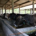 Model kandang penggemukan sapi terpadu dengan model permanen, cor semen