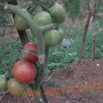 budidaya tomat hasil meningkat dengan pupuk organik MMC