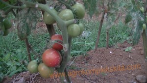 budidaya tomat hasil meningkat dengan pupuk organik MMC