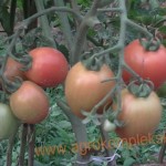 budidaya tomat hasil meningkat dengan pupuk organik MMC