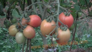 budidaya tomat hasil meningkat dengan pupuk organik MMC