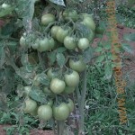 budidaya tomat hasil meningkat dengan pupuk organik MMC