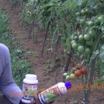 budidaya tomat hasil meningkat dengan pupuk organik MMC