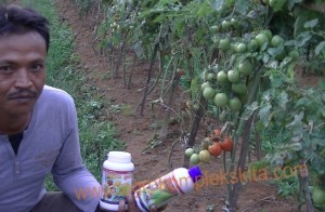 budidaya tomat hasil meningkat dengan pupuk organik MMC