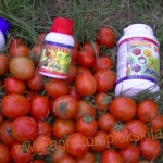 budidaya tomat hasil meningkat dengan pupuk organik MMC