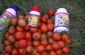 budidaya tomat hasil meningkat dengan pupuk organik MMC