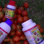 budidaya tomat hasil meningkat dengan pupuk organik MMC