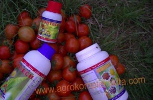 budidaya tomat hasil meningkat dengan pupuk organik MMC