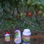 budidaya tomat hasil meningkat dengan pupuk organik MMC