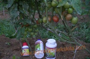 budidaya tomat hasil meningkat dengan pupuk organik MMC