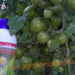 budidaya tomat hasil meningkat dengan pupuk organik MMC